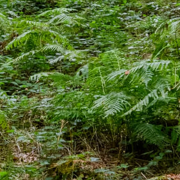 Exploring Woodland Photography in Kings Wood