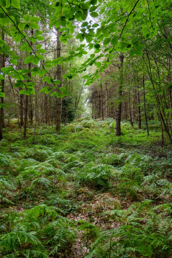 Forest floor covered in ferns, beckoning