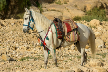 Horse grazing along Al Siq, Petra