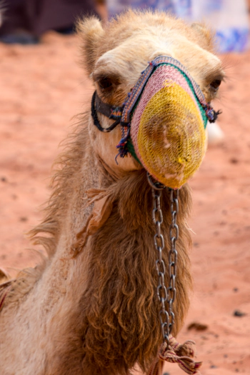 Camels, the taxi of the desert