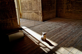 Kitten listens intently to the tour guides